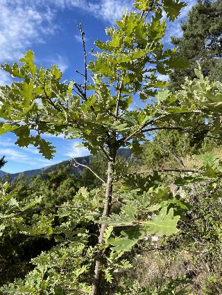 Quercus pyrenaica