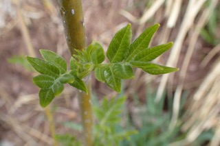 Tetradium daniellii