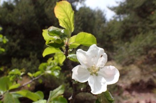 Malus domestica