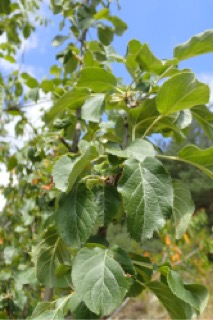 Malus domestica
