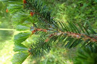 Abies homolepis
