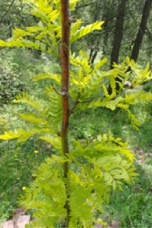 Gleditsia triacanthos