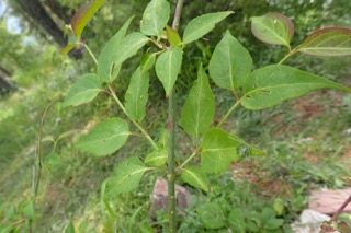 Leycesteria formosa