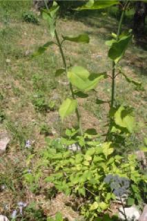 Leycesteria formosa