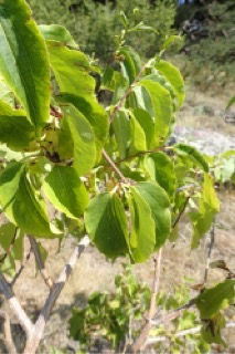 Heptacodium miconioides