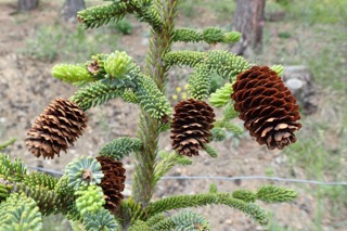 Picea likiangensis var. rubescens