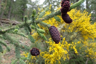 Picea likiangensis var. rubescens