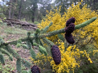 Picea likiangensis var. rubescens