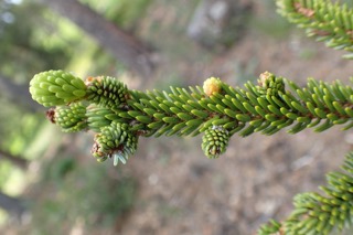 Picea likiangensis var. rubescens