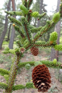 Picea likiangensis var. rubescens