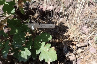 Quercus frainetto