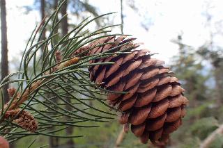 Picea smithiana