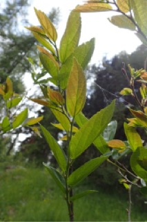 Celtis sinensis