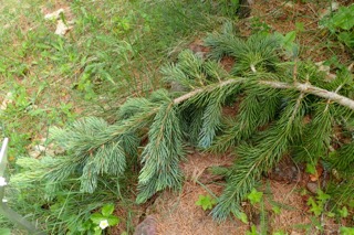 Picea engelmannii