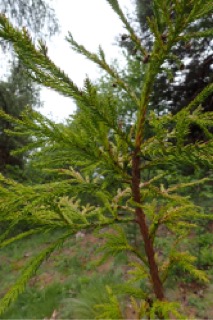 Cryptomeria japonica