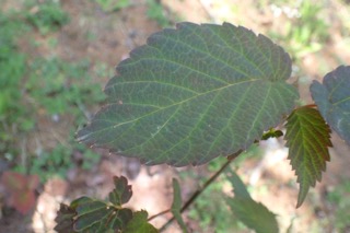 Davidia involucrata