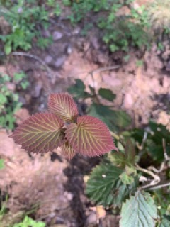 Davidia involucrata