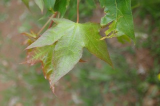 Acer truncatum