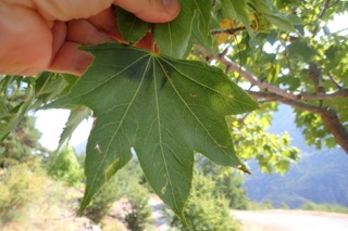 Acer truncatum