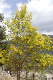 Acer truncatum