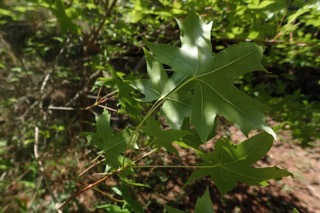 Acer truncatum