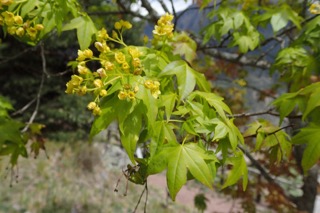 Acer truncatum
