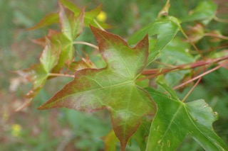 Acer truncatum