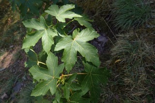 Acer pseudoplatanus