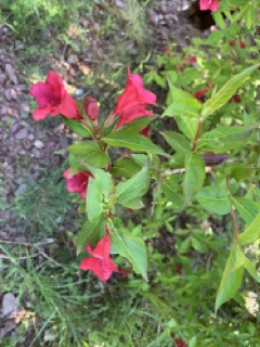 Weigela sp.