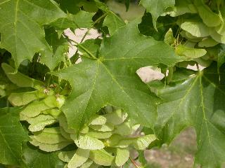 Acer platanoides