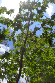 Acer cappadocicum