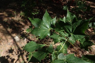 Acer cappadocicum