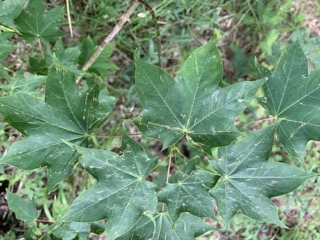 Acer cappadocicum