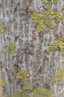 Acer cappadocicum