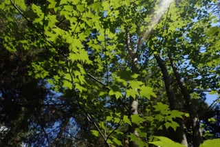 Acer cappadocicum
