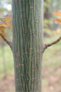 Acer cappadocicum