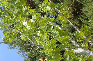 Acer cappadocicum