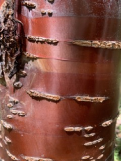 Prunus serrula