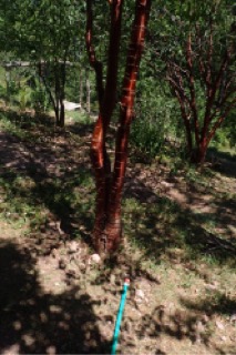 Prunus serrula