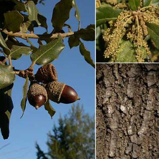Quercus ilex