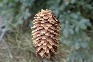 Picea pungens