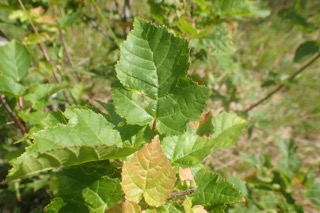 Acer sp.