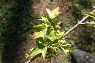 Acer sp.