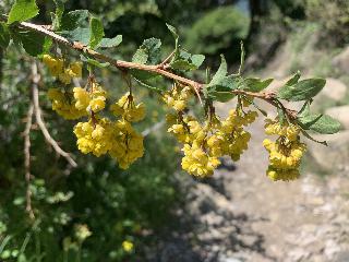 Berberis vulgaris