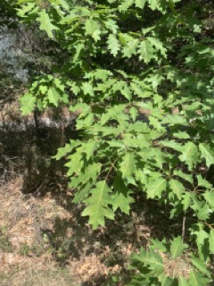 Quercus rubra