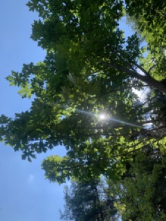 Acer macrophyllum