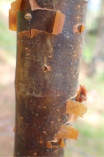 Acer griseum