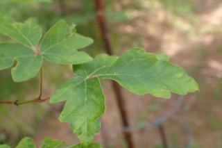 Acer griseum