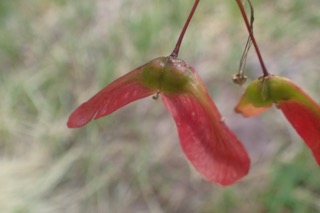 Acer japonicum