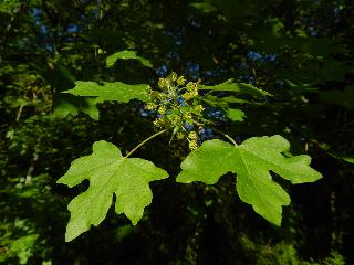 Acer campestre